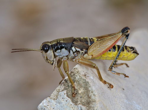 Ventoux Mountain Grasshopper