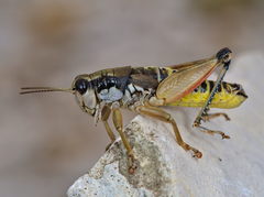 Podisma amedegnatoae