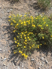 Heterotheca pumila