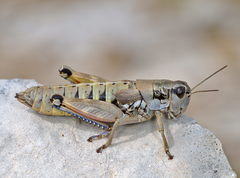 Podisma amedegnatoae