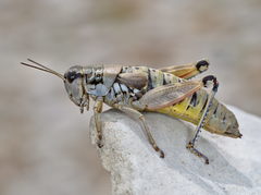 Podisma amedegnatoae