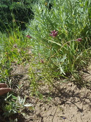 Cordylanthus capitatus