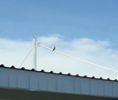 Tyrannus melancholicus