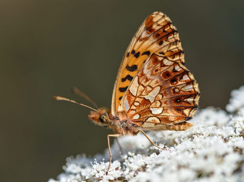 Weaver's Fritillary photo 5