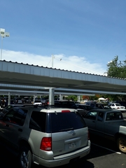 Tyrannus melancholicus