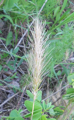 Elymus glabriflorus