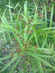 Scirpus polyphyllus