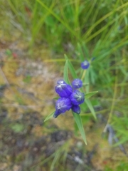 Gentiana linearis