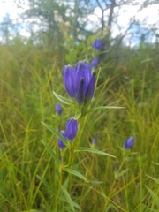 Gentiana linearis