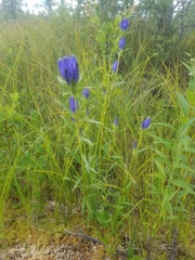 Gentiana linearis