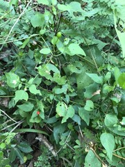 Capsicum annuum glabriusculum