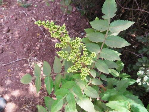 Tanner's sumac