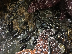 Cucumaria pseudocurata