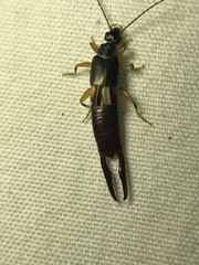 Forficuloidea