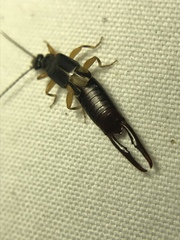 Forficuloidea