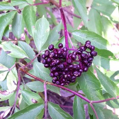 Sambucus racemosa melanocarpa