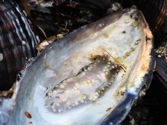 Cucumaria pseudocurata