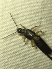 Forficuloidea