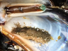 Cucumaria pseudocurata