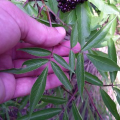 Sambucus racemosa melanocarpa