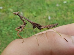 Stagmomantis carolina