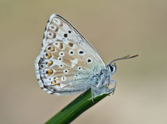 Polyommatus hispana