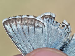 Polyommatus hispana