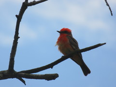 Pyrocephalus rubinus