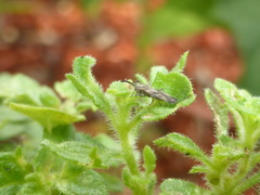 Teleonemia scrupulosa