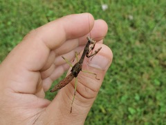 Stagmomantis carolina