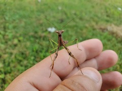 Stagmomantis carolina