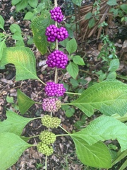 Callicarpa americana