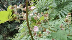 Candicantes