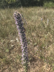 Liatris carrizana