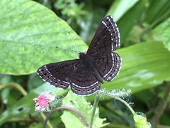 Riodinini