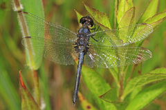 Celithemis verna