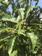 Quercus prinoides
