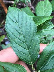 Rhamnus alnifolia