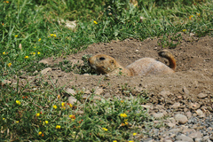 Cynomys ludovicianus