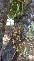 Image of Epidendrum volutum
