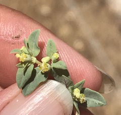 Euphorbia ocellata ocellata
