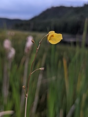 Utricularia ochroleuca