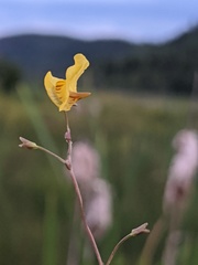 Utricularia ochroleuca