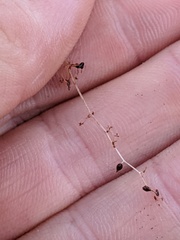 Utricularia ochroleuca