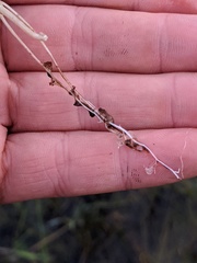 Utricularia ochroleuca