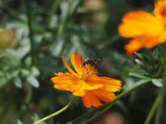 Triepeolus remigatus