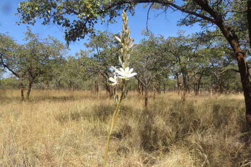 Chlorophytum stolzii image