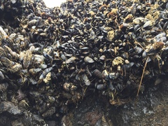 Cucumaria pseudocurata