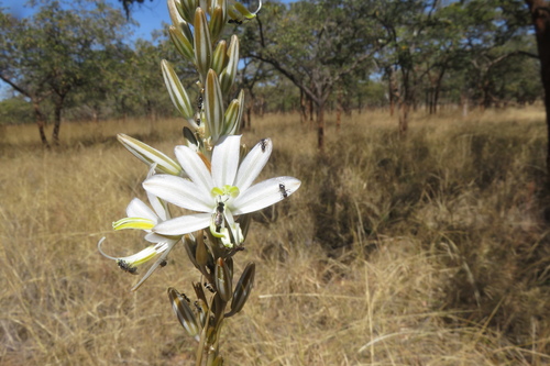 Chlorophytum stolzii image