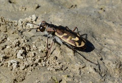 Cicindela tenuicincta